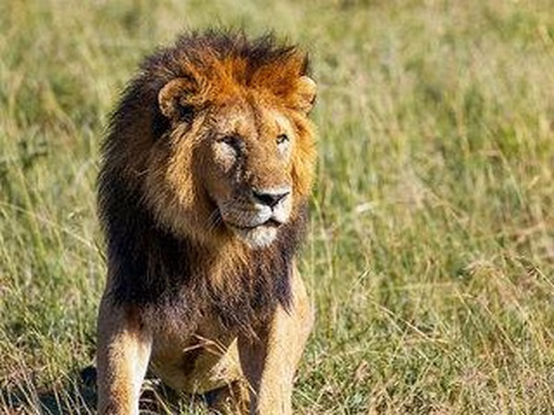 Safari - 7 Tage / Gruppen-Rundreise