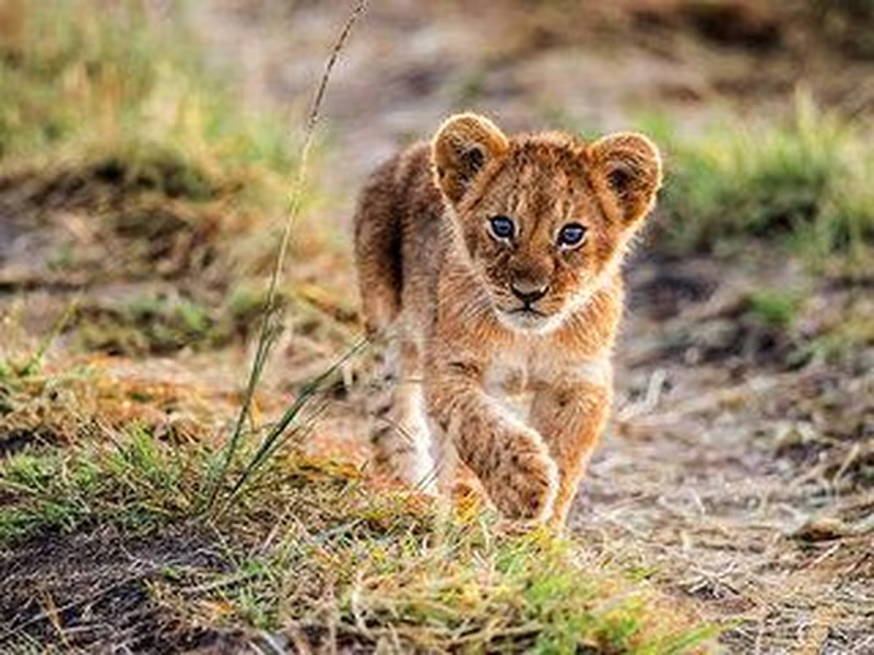 SAFARI - 4 TAGE