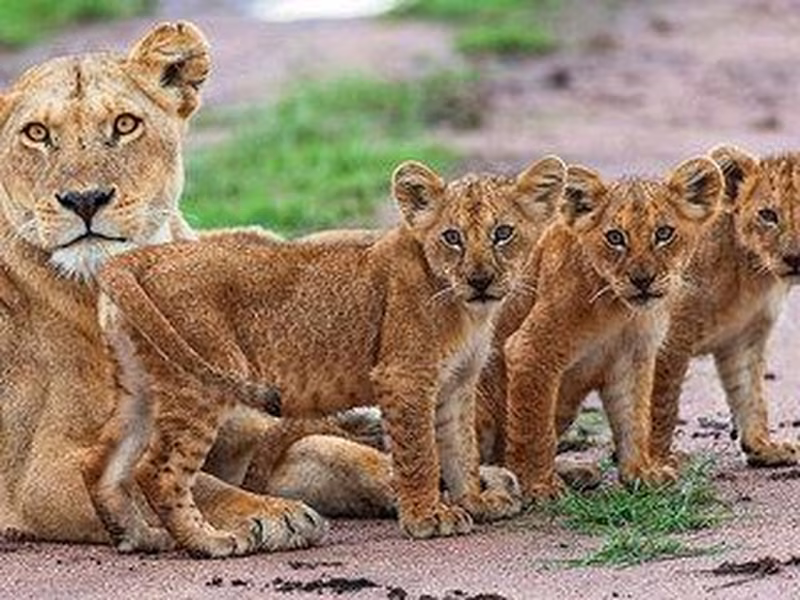 Tansania Safari Highlights - 4 Tage / Privat-Rundreise