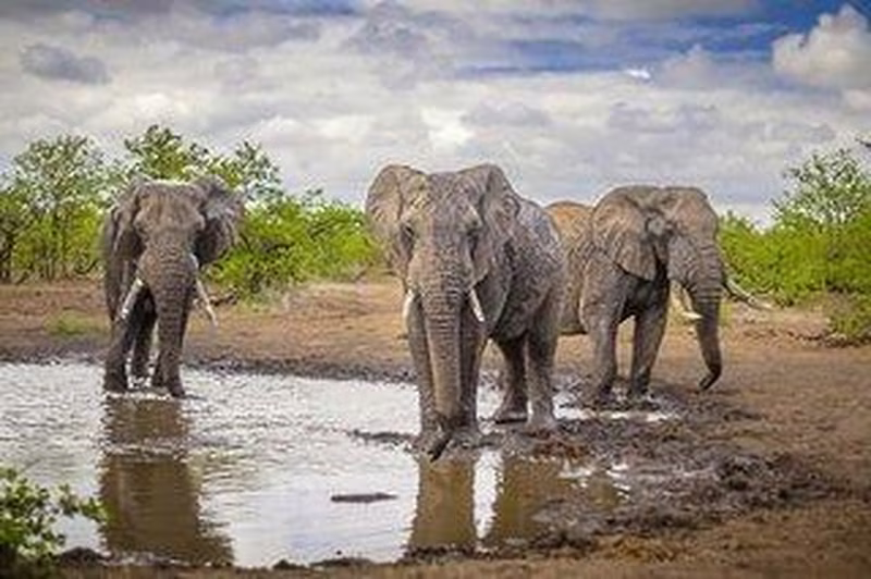 Mpumalanga - Im Reich der wilden Tiere