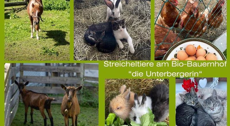 die UnterbergerIn