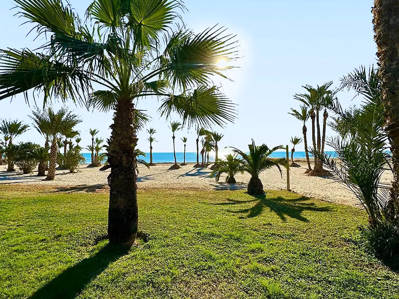 Palm Azur