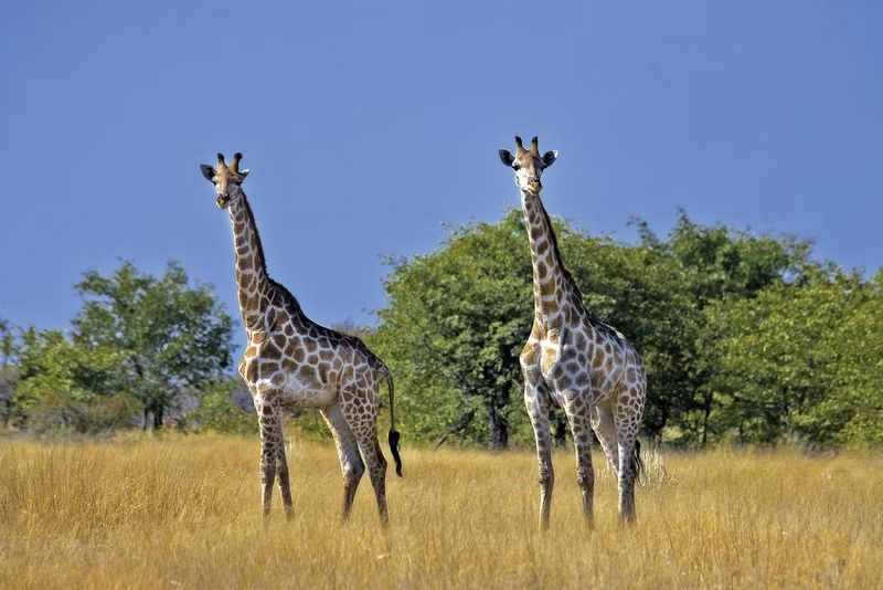 Namibia & Botswana auf eigene Faust