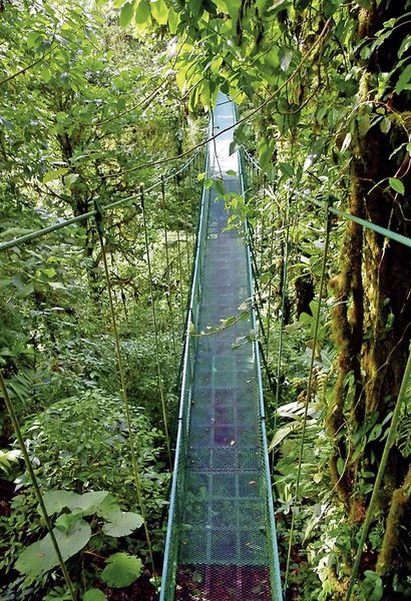 Nebelwald Monteverde,Nationalpark Monteverde