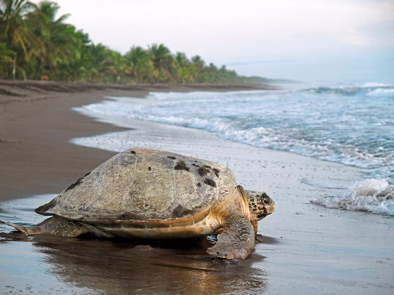 Dschungelerlebnis Tortuguero