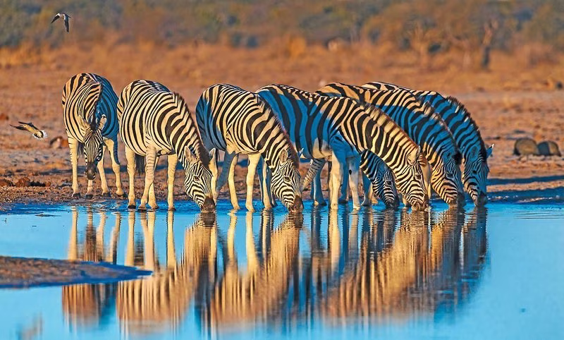 Namibia Classic Superior