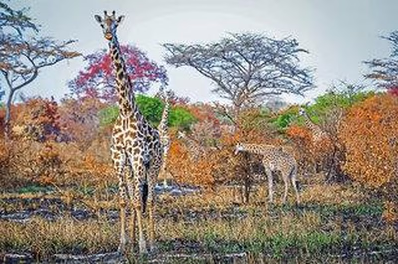Saadani Safari