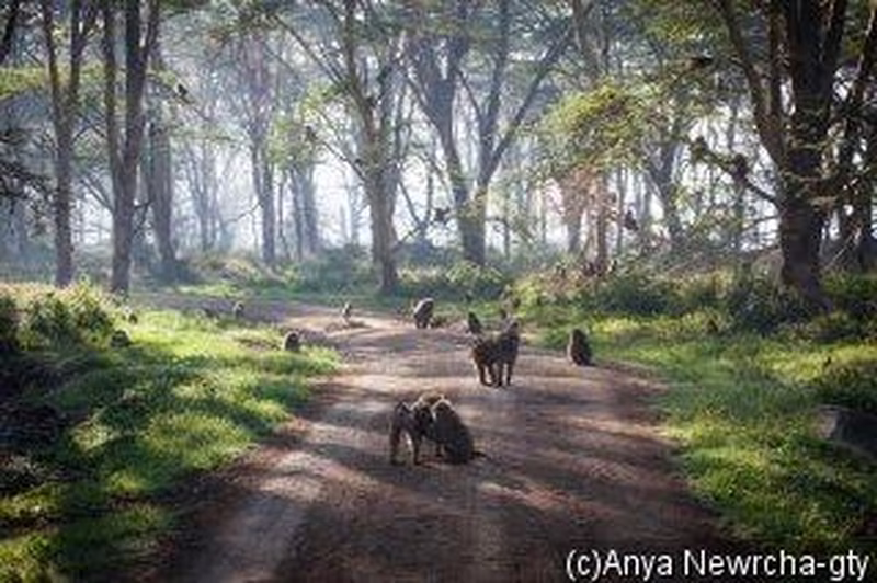 Kenia: Safari-Erlebnisse & Erholung unter Palmen