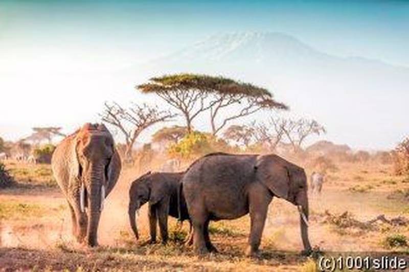 Tansania & Kenia: Löwen, Savannen und Ozeanträume